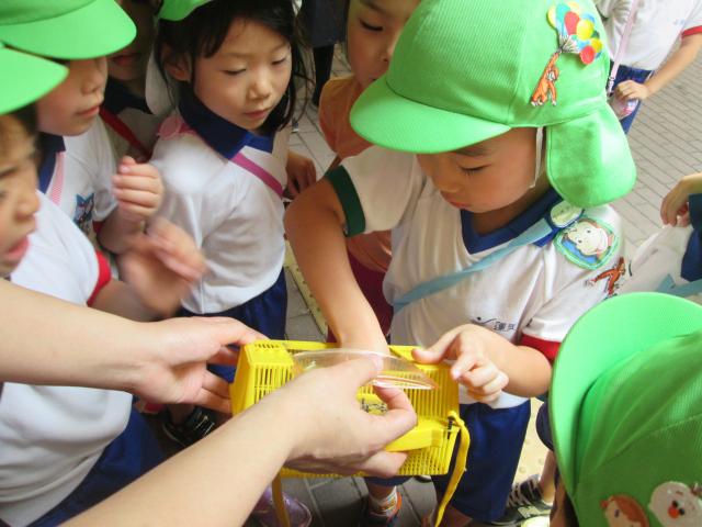 5歳児 夏の活動 | 蓮美幼児学園もりのみやナーサリーブログ
